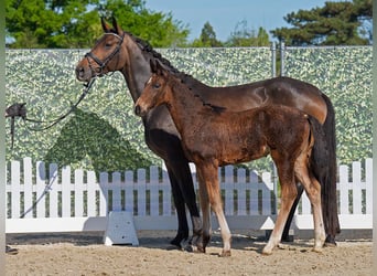 Westphalian, Mare, , Brown