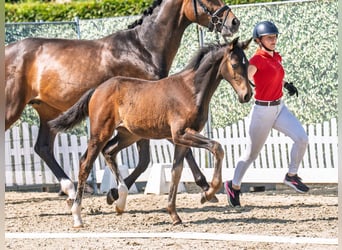 Westphalian, Mare, , Brown