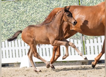 Westphalian, Mare, , Brown