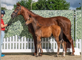 Westphalian, Mare, , Brown