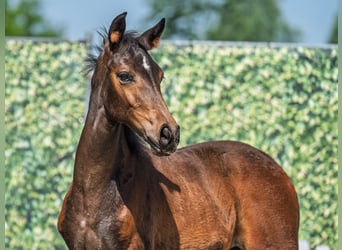 Westphalian, Mare, , Brown