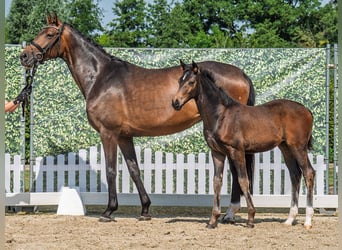 Westphalian, Mare, , Brown