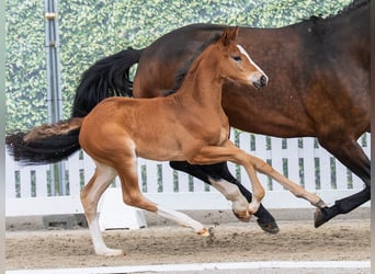 Westphalian, Mare, Foal (02/2026), Brown