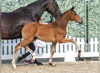 Westphalian, Mare, , Brown