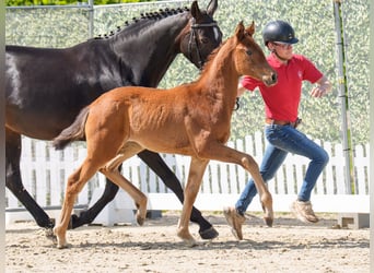 Westphalian, Mare, , Brown