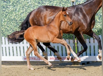 Westphalian, Mare, Foal (05/2026), Brown
