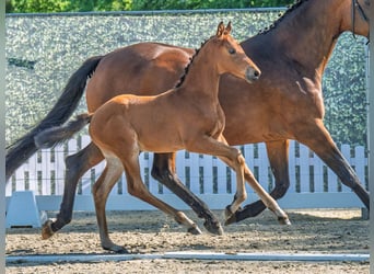 Westphalian, Mare, , Brown