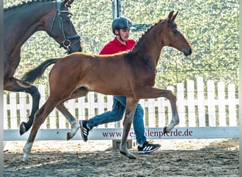 Westphalian, Mare, Foal (05/2025), Brown
