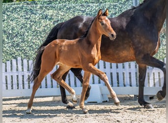Westphalian, Mare, , Brown