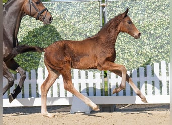 Westphalian, Mare, , Brown