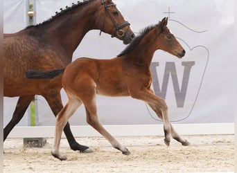 Westphalian, Mare, Foal (03/2024), Brown