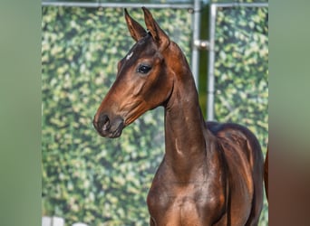 Westphalian, Mare, Foal (05/2025), Brown