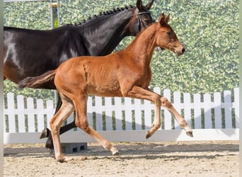Westphalian, Mare, , Brown