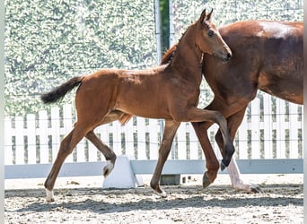Westphalian, Mare, , Brown