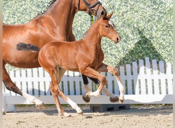 Westphalian, Mare, , Brown