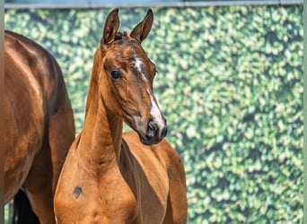 Westphalian, Mare, , Brown