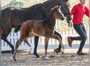 Westphalian, Mare, Foal (02/2026), Brown