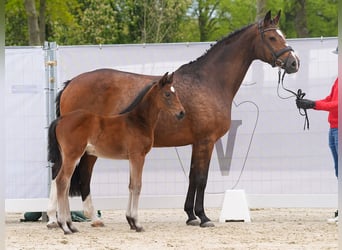 Westphalian, Mare, Foal (03/2024), Brown