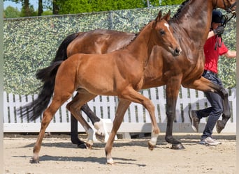 Westphalian, Mare, , Brown