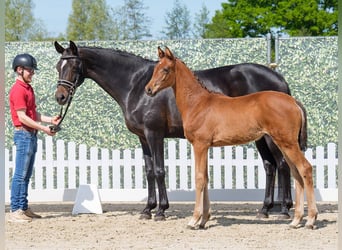 Westphalian, Mare, , Brown