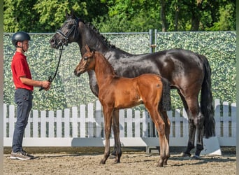 Westphalian, Mare, , Brown
