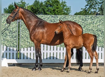 Westphalian, Mare, , Brown