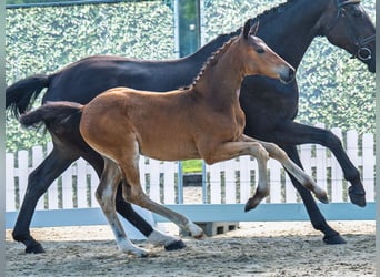 Westphalian, Mare, , Brown