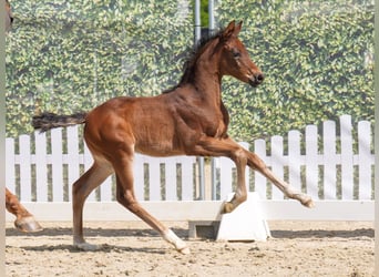 Westphalian, Mare, , Brown