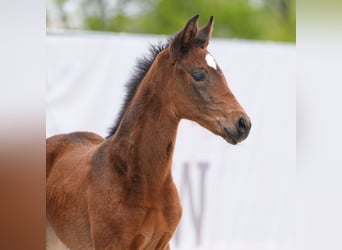 Westphalian, Mare, Foal (03/2024), Brown