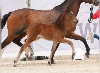 Westphalian, Mare, Foal (03/2024), Brown