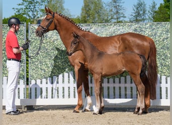 Westphalian, Mare, , Brown