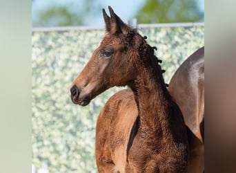 Westphalian, Mare, , Brown