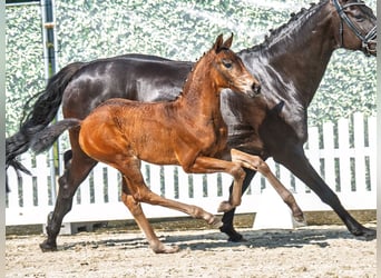 Westphalian, Mare, , Brown