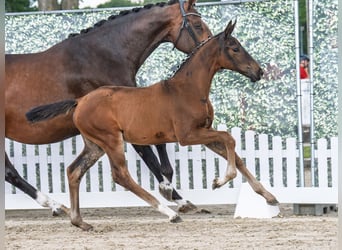 Westphalian, Mare, , Brown