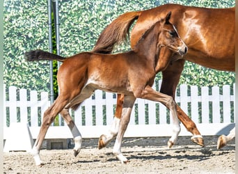Westphalian, Mare, , Brown