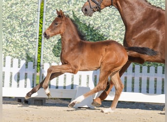 Westphalian, Mare, , Brown