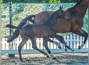 Westphalian, Mare, Foal (05/2025), Brown