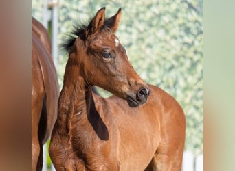 Westphalian, Mare, , Brown