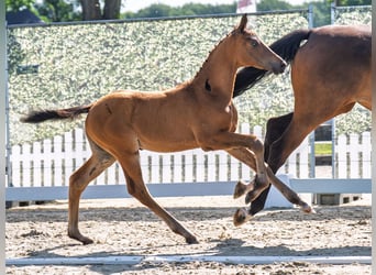 Westphalian, Mare, , Brown