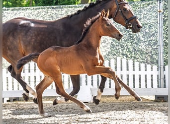 Westphalian, Mare, , Brown