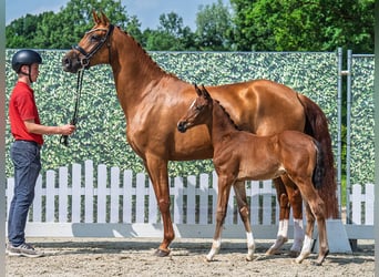 Westphalian, Mare, , Brown