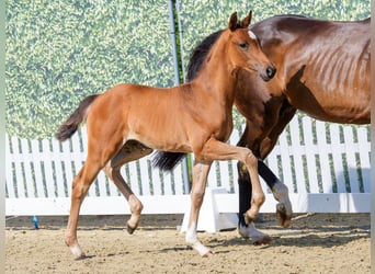 Westphalian, Mare, Foal (05/2026), Brown