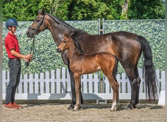 Westphalian, Mare, , Brown