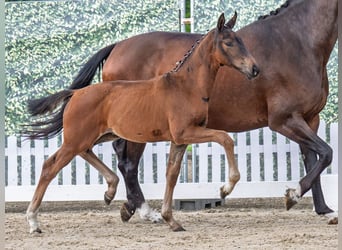 Westphalian, Mare, , Brown