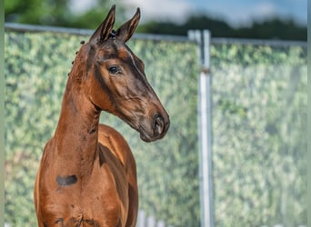 Westphalian, Mare, , Brown