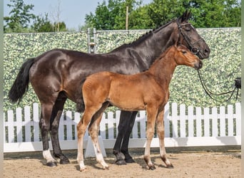 Westphalian, Mare, , Brown