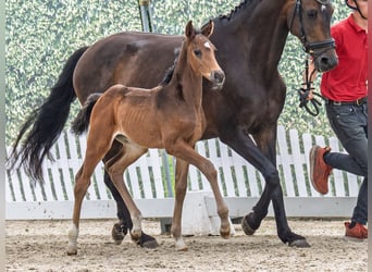 Westphalian, Mare, , Brown