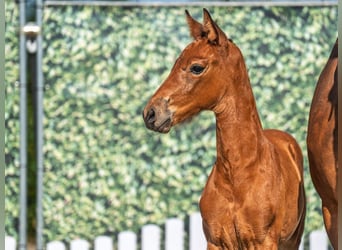 Westphalian, Mare, , Brown