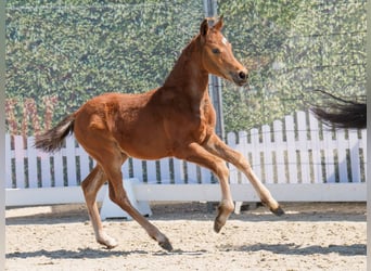Westphalian, Mare, , Brown
