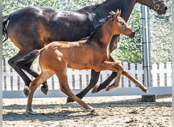 Westphalian, Mare, , Brown